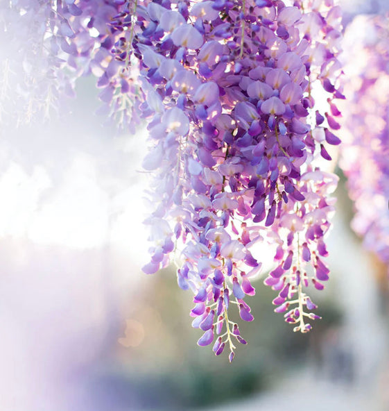 Pendientes Wisteria Les Neréidés